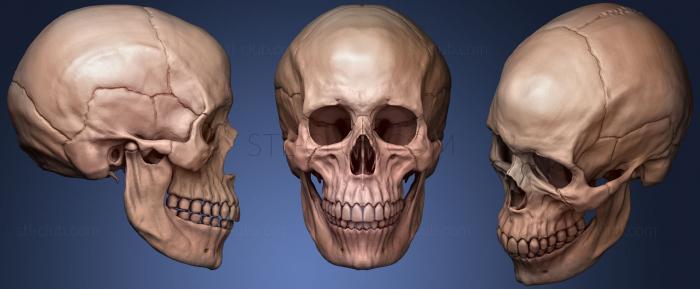 3D модель Человеческий Женский Череп (STL)